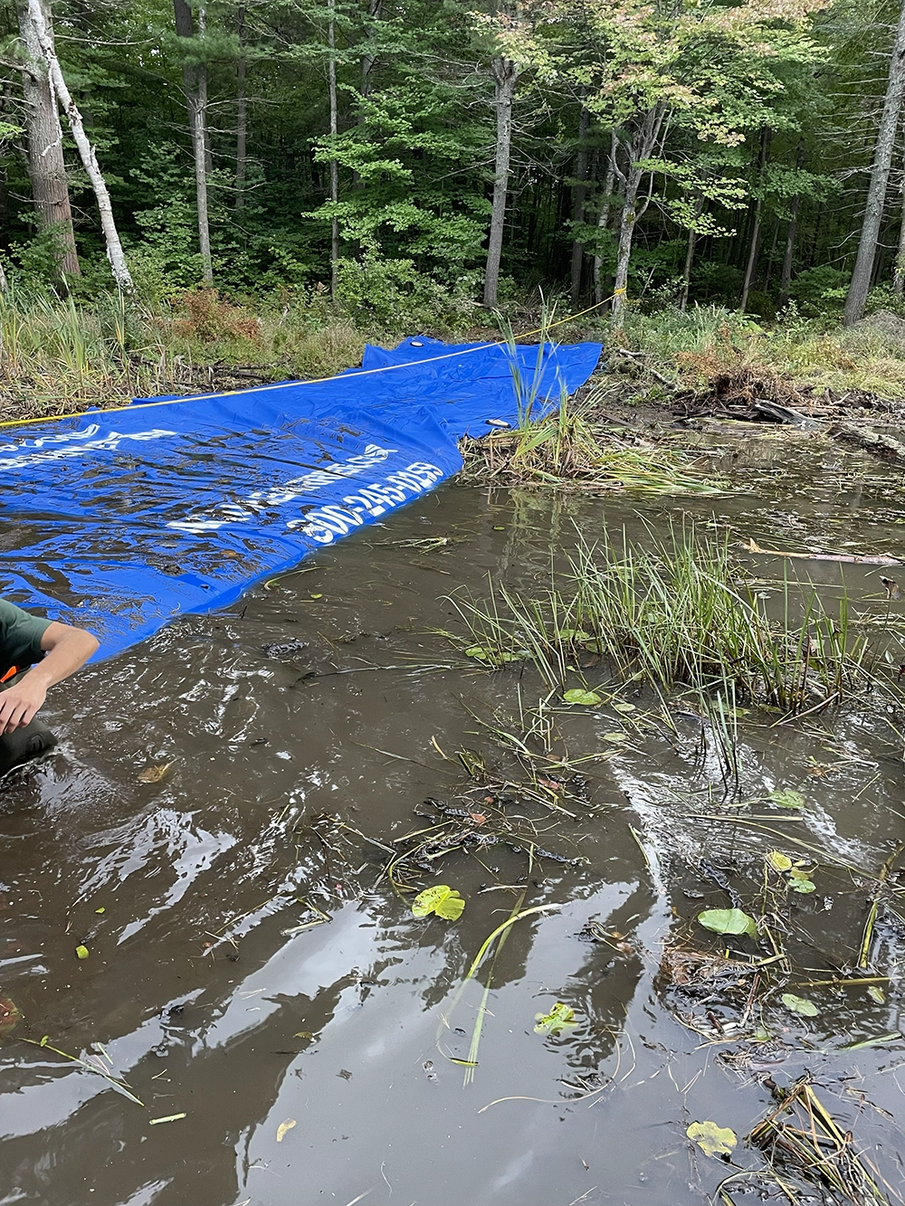 Shoreline Restoration