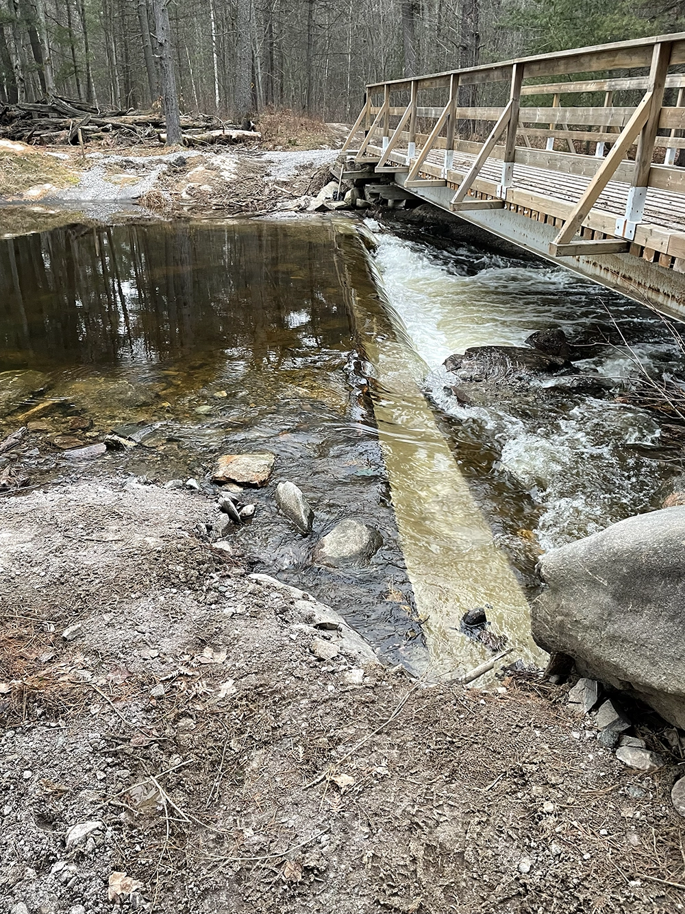 Shoreline Restoration